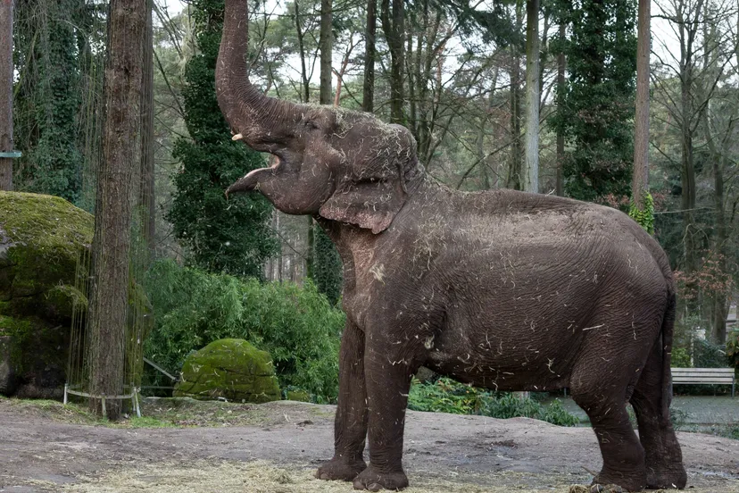 wwwburgerszoodeli9a0314 915eb3294fb9b47596107822e4435ed93405b8fb