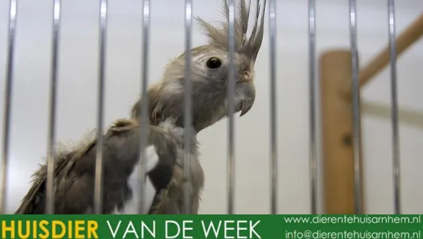 y58imukwccbrv55kohcxdur0l agoss dierentehuis arnhem eo