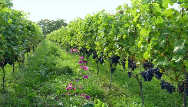 y6tyhy7vmgq1jl3pvanovxhw2 wijngaard