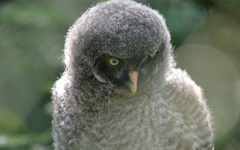 yyo180niykwdc5fg7g44jw0hs burgerszooarnhemnieuwssvenhans20140711 4