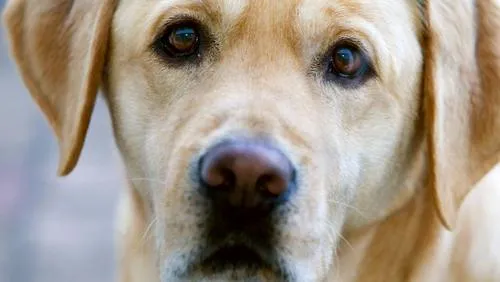 zkqds7q9100fqruw9nt71gg2z labradorhondhuisdierenhondenpoephqnovumdirkhol