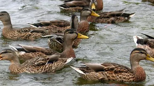 zqav7tr69rswmnp0ur8hhbe4e eenden publiek domein vogel vogelgriep hq