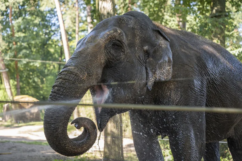 olifanten douche mira meijer 12