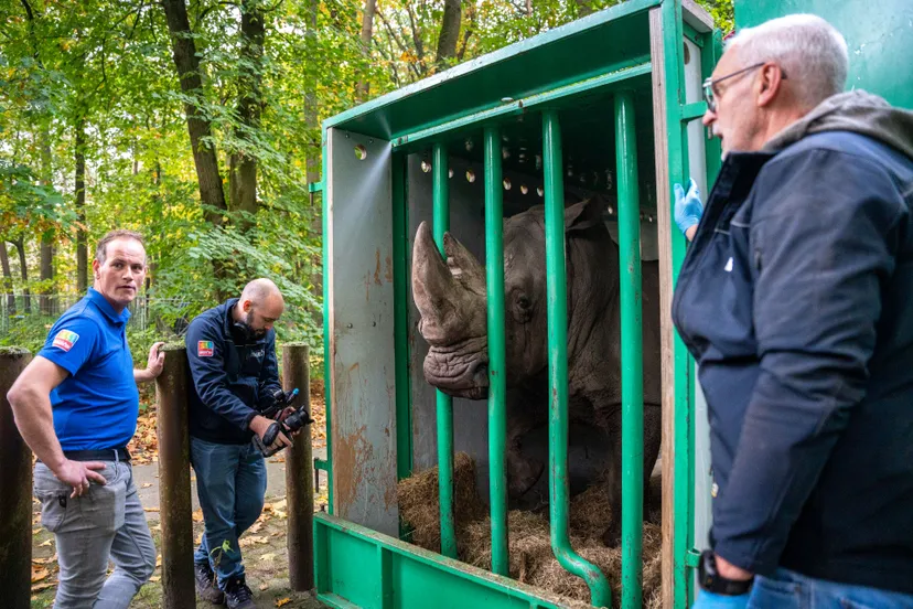transport neushoornmannetje 4