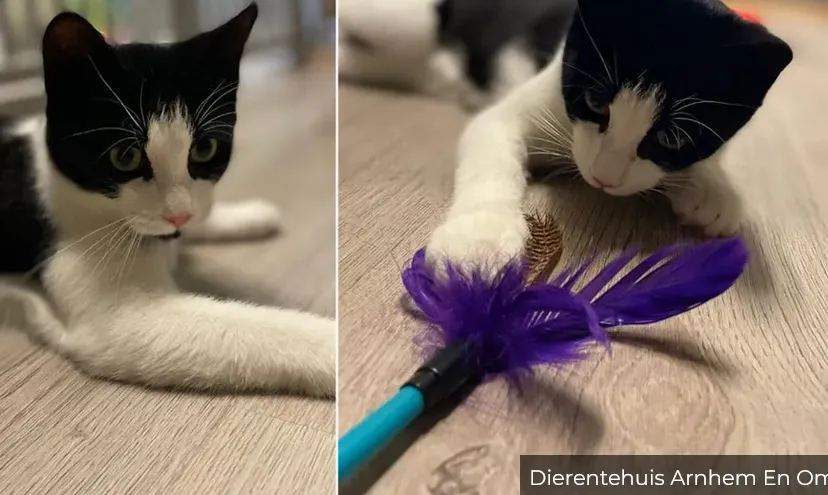 huisdier van de week ontmoet xavi