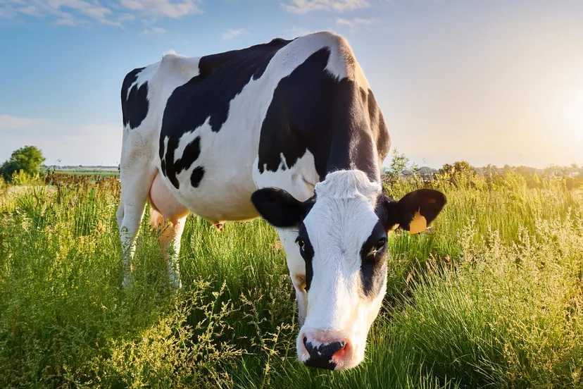 koe in kruidenrijk grasland