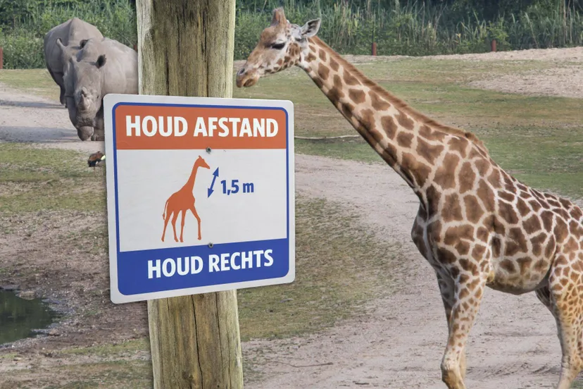 bz1 5 meter bordjes giraffe