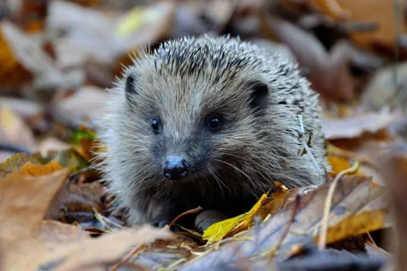 dierentehuis arnhem en omgeving