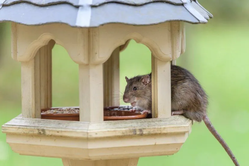 bruine rat2 beestjes kwijt