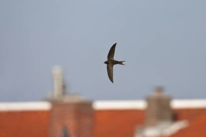 gierzwaluw marc guyt