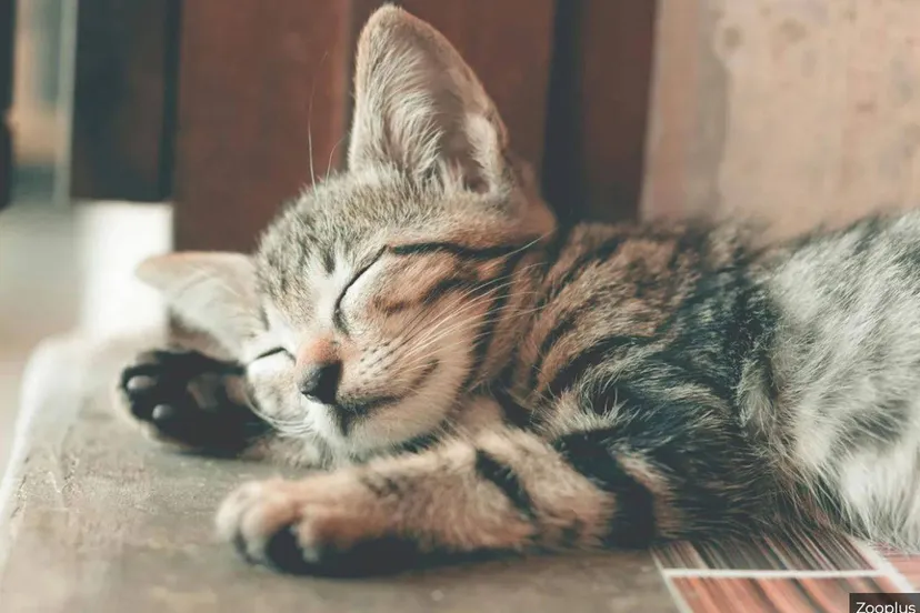 kattencafe steeds populairderzooplus