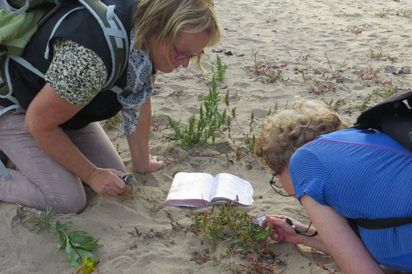 planten identificerencursus wil wamelinkknnvmeinerswijk 037 1536x1536jpg jpeg afbeelding 1536 1536 pixels geschaald 44