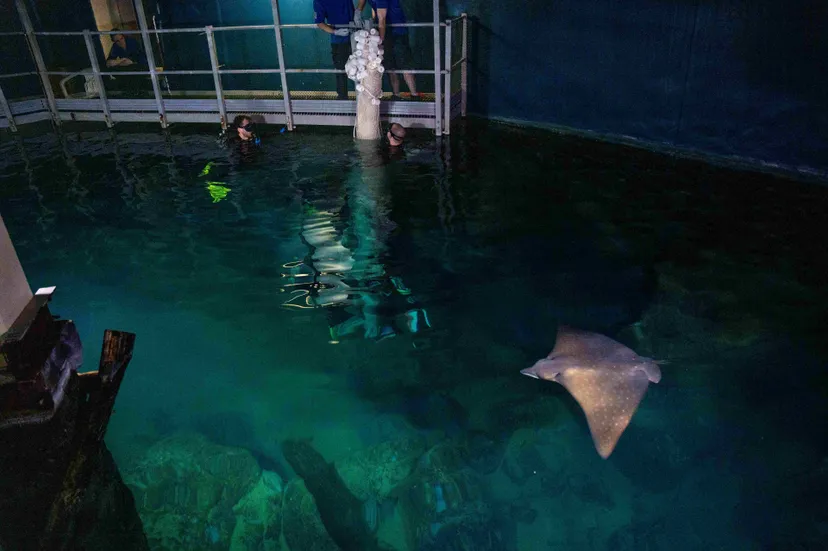 adelaarsrogtransport mira meijer 31