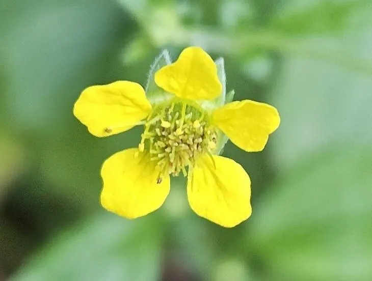 knnvarnhemgeel nagelkruid1