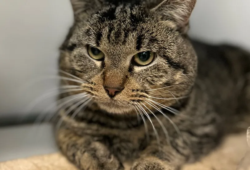 kareldierentehuis arnhem