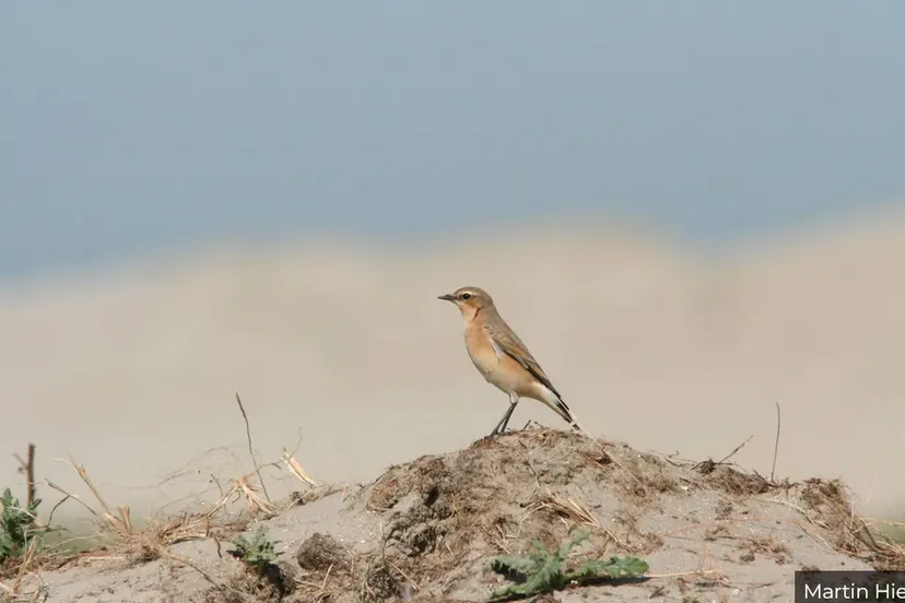 vogelbeschermingmartin hierckuniek kijkje in tapuitenhol op texel via website beleef de lente