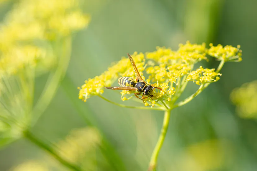 franse veldwesp op venkel eric mahieu