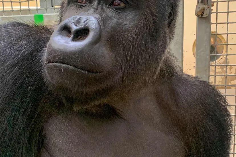 gorillamannetje ruben huis in t veld koninklijke burgers zoo3