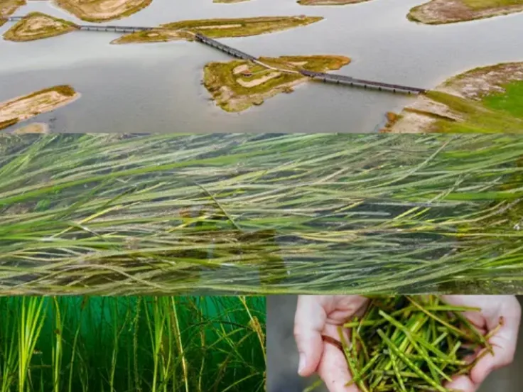 zeegras radboud univ6 68261f408b056webp webp afbeelding 496 500 pixels