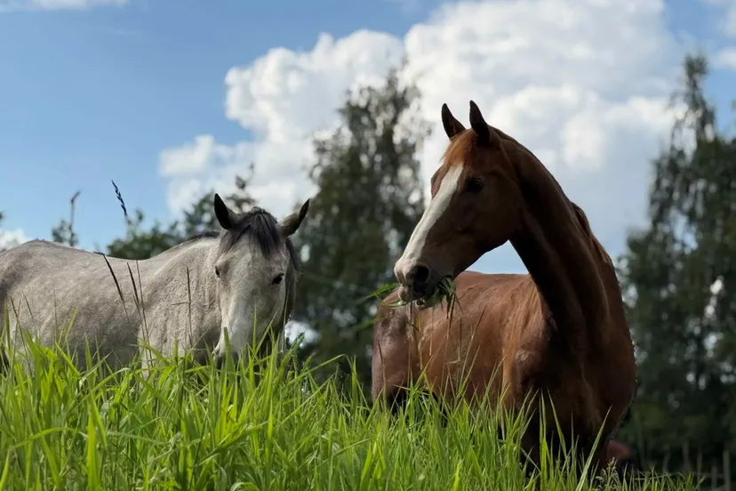 paarden-in-hoog-gras