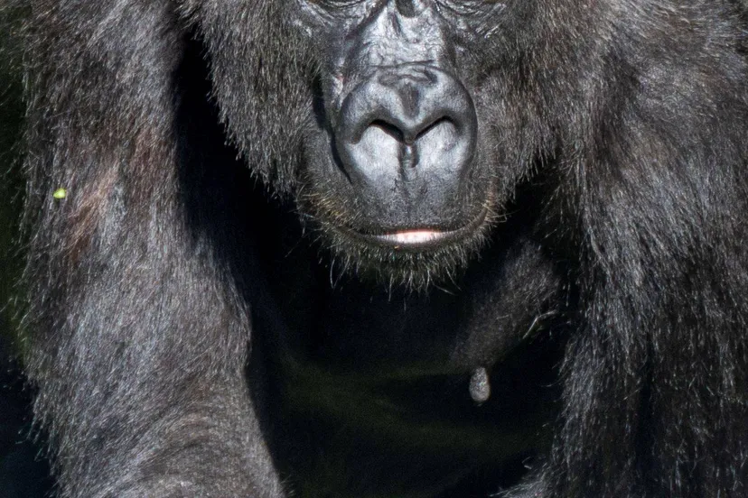 EEP.Arnhems-gorillavrouwtje-naar-ARTIS-1