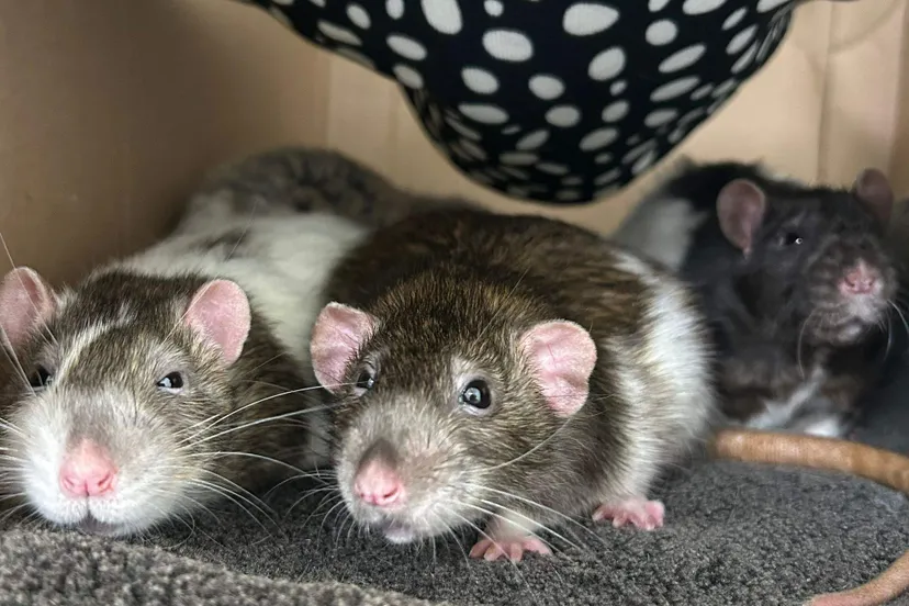 Ratten.Baxter-Ozzie-en-Husk