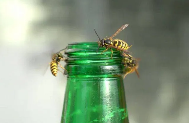 Wespenstichting.Weetjes en informatie over (sociale) wespen