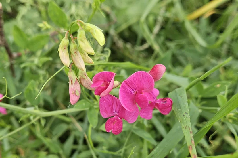 Wilde planten cursus.Aardaker(1)