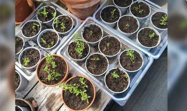 Groen moet je doen! - Rozet