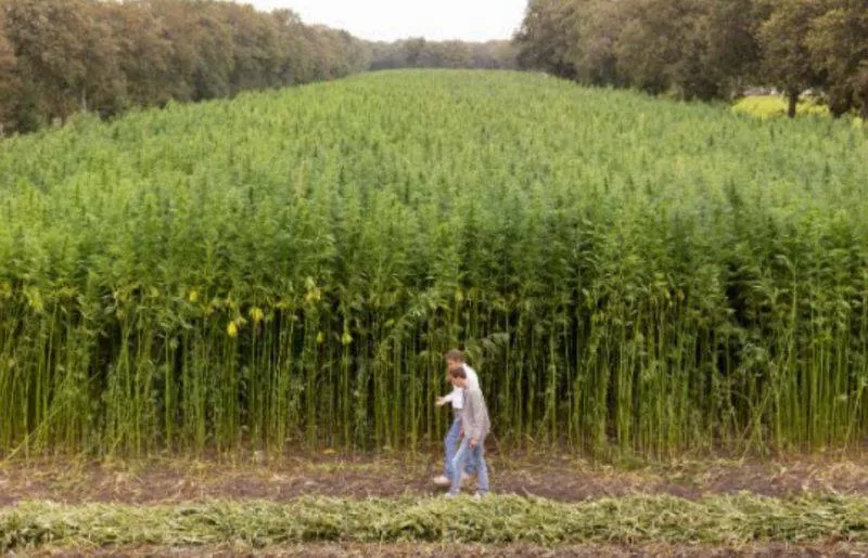 Vezelhennepproef.Rutger Pauw
