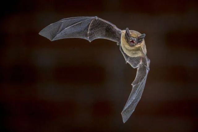 IVN Natuureducatie.vleermuissafari