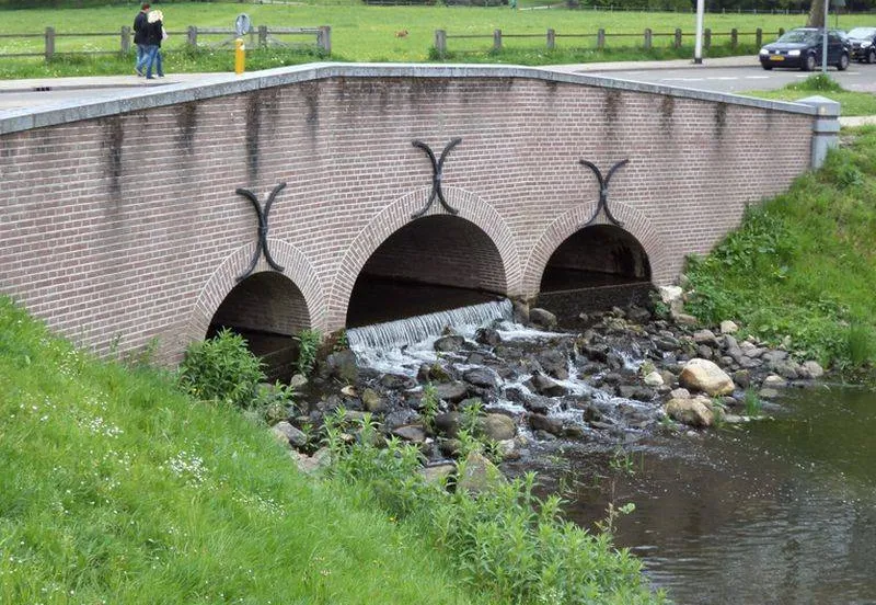 Stadsflora-wandeling in Arnhem . KNNV Afdeling Arnhem e.o