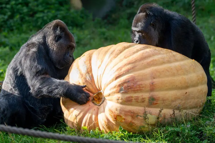 Reuze pompoen.1..2026.Mira Meijer. Burgers' Zoo