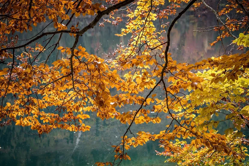 autumn 5679492 1280 herfstbladeren franz bachinger via pixabay weer