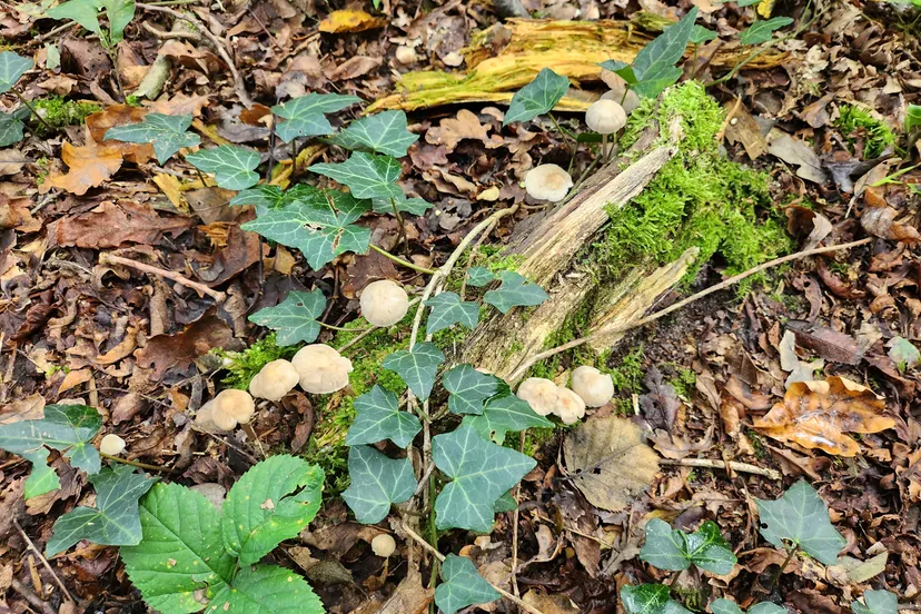 herfst paddestoelen