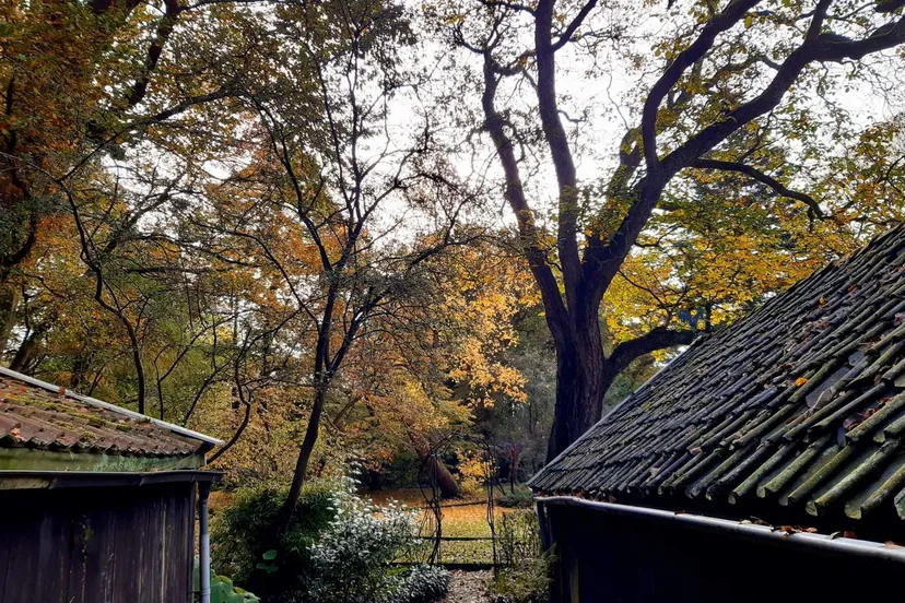 herfstwandelingen landgoed overcingel foto ivn assen 2