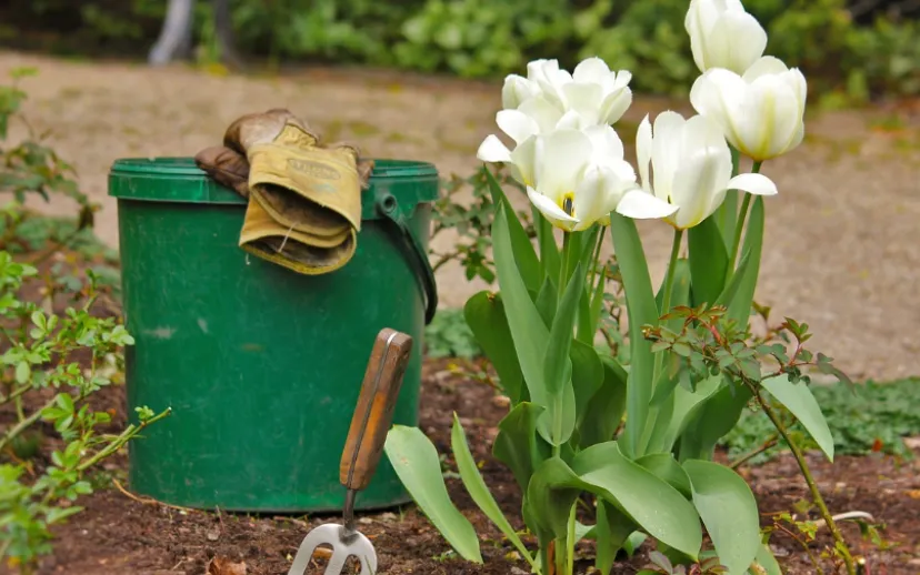 screenshot 20230601 152437 915x518 pixabay javallma