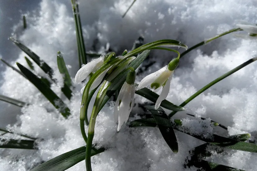 snowdrops 1271692 960 720 sneeuwklokjes sneeuw
