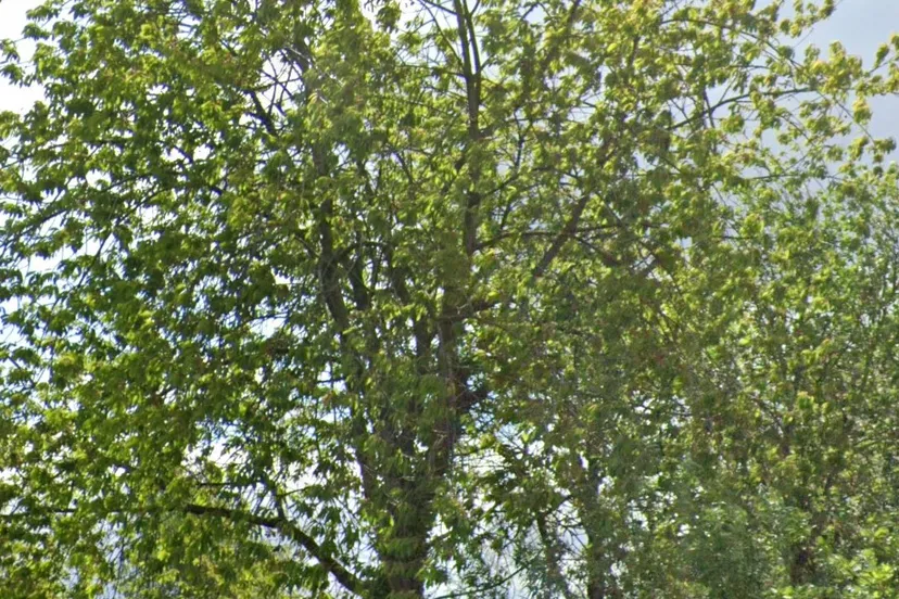 tienlanden boom assen google maps