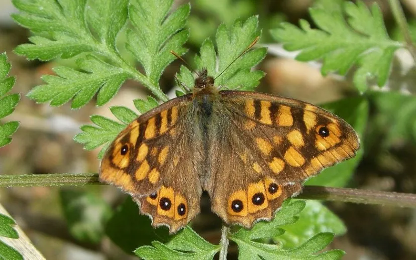 argusvlinder 2 makamuki0 pixabay 915x518 1