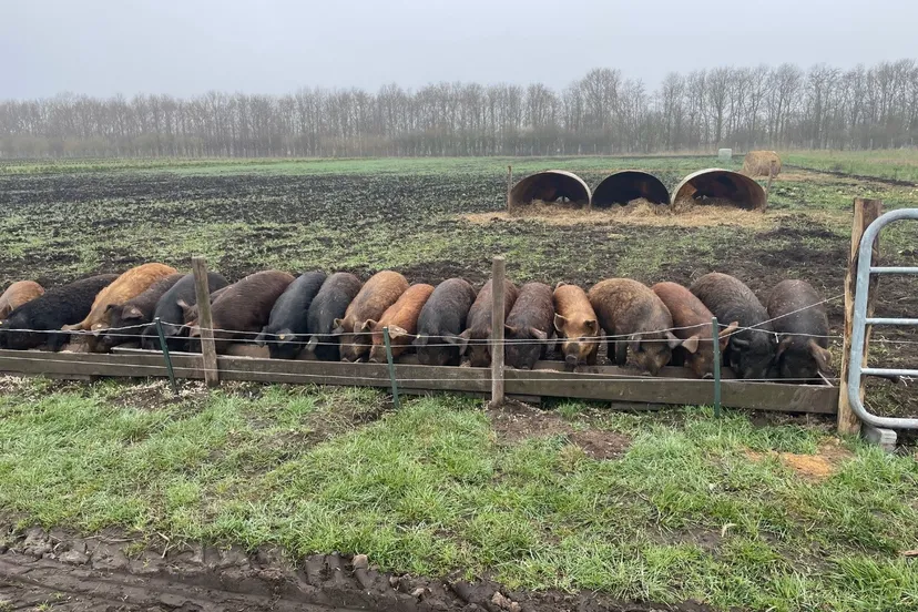 de biggen zijn gearriveerd op hof van rhee foto herenboeren assen