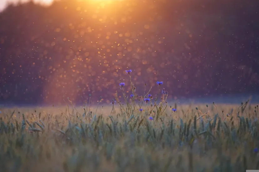 insecten pixabay cornflowers 5352633 1920