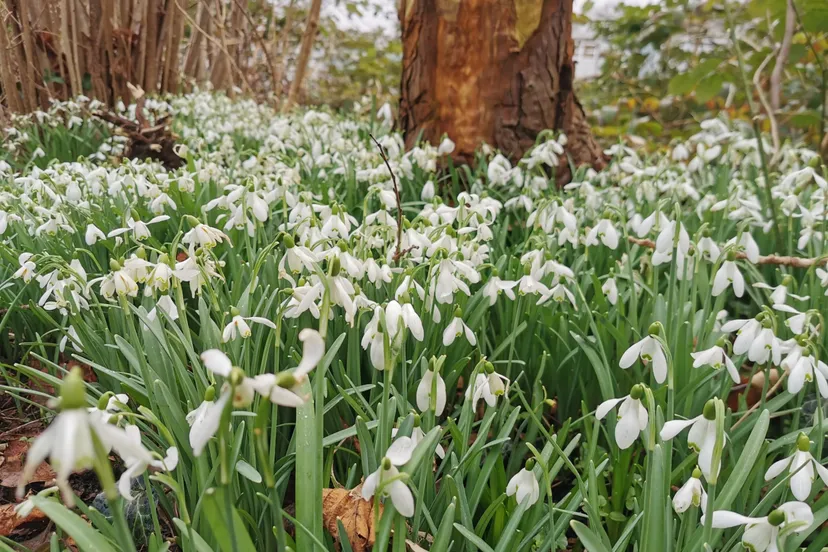 krokus jan buurma scaled