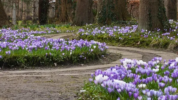 krokussen overcingel