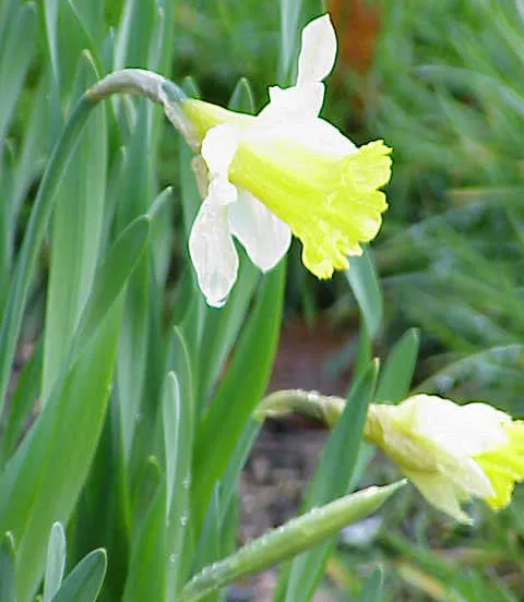narcissus pseudonarcissus0 cc by sa 30 kurt stuber