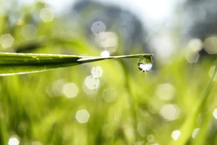 regendruppels annebourbeau via pixabay regen weer