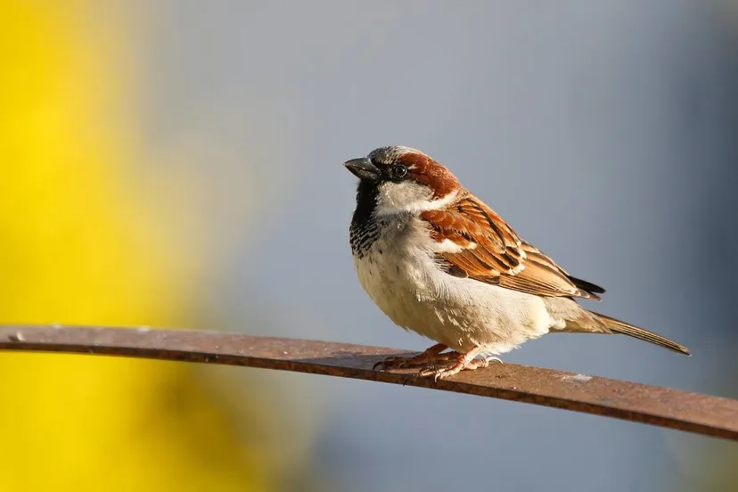 sparrow 6300790 1280