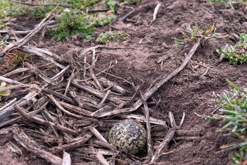 eerste kievitsei drenthe 2025