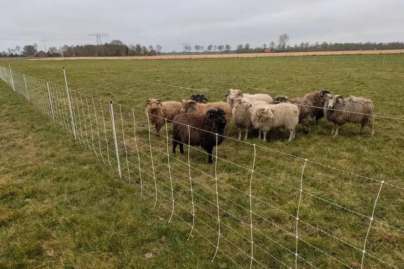 dr wolfwerende rasters 681b0d0931827jpg