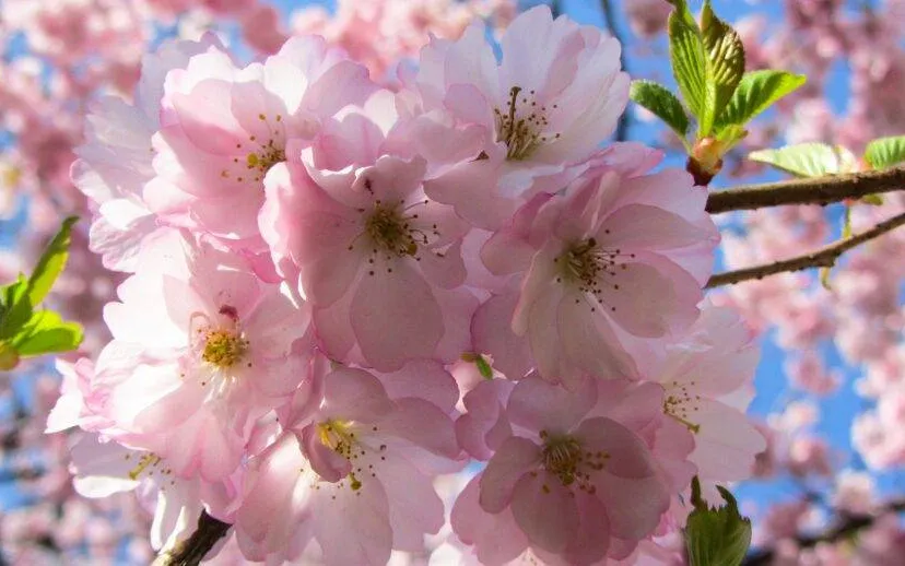 nature g6af730710 1920 lente bloesem bloemen 915x518